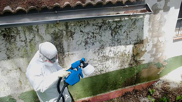 Top rated local Mold Remediation specialists in Winterville, NC